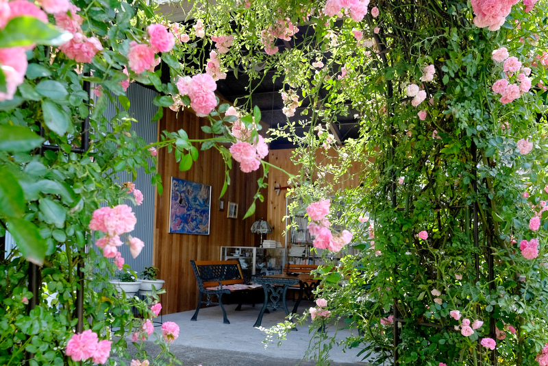 庭の読書スペースとバラ